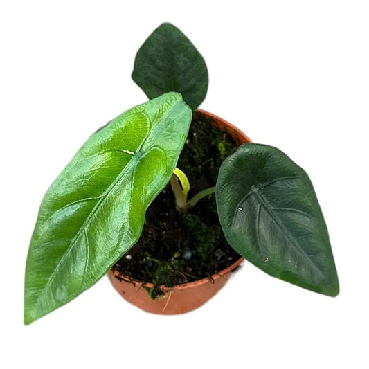 15 cm Alocasia Venusta House Plant 10,5 cm Pot