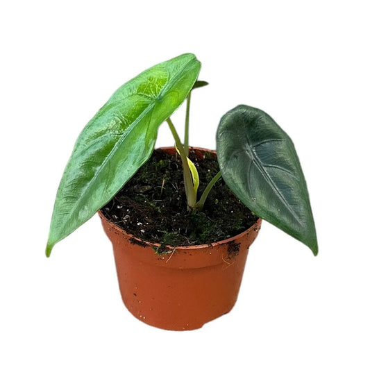 15 cm Alocasia Venusta House Plant 10,5 cm Pot