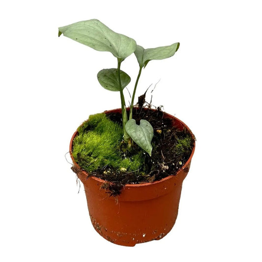 15 cm Amydrium Medium Silver House Plant 10,5 cm Pot