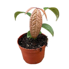 15 cm Anthurium Arisaemoides House Plant 14 cm Pot