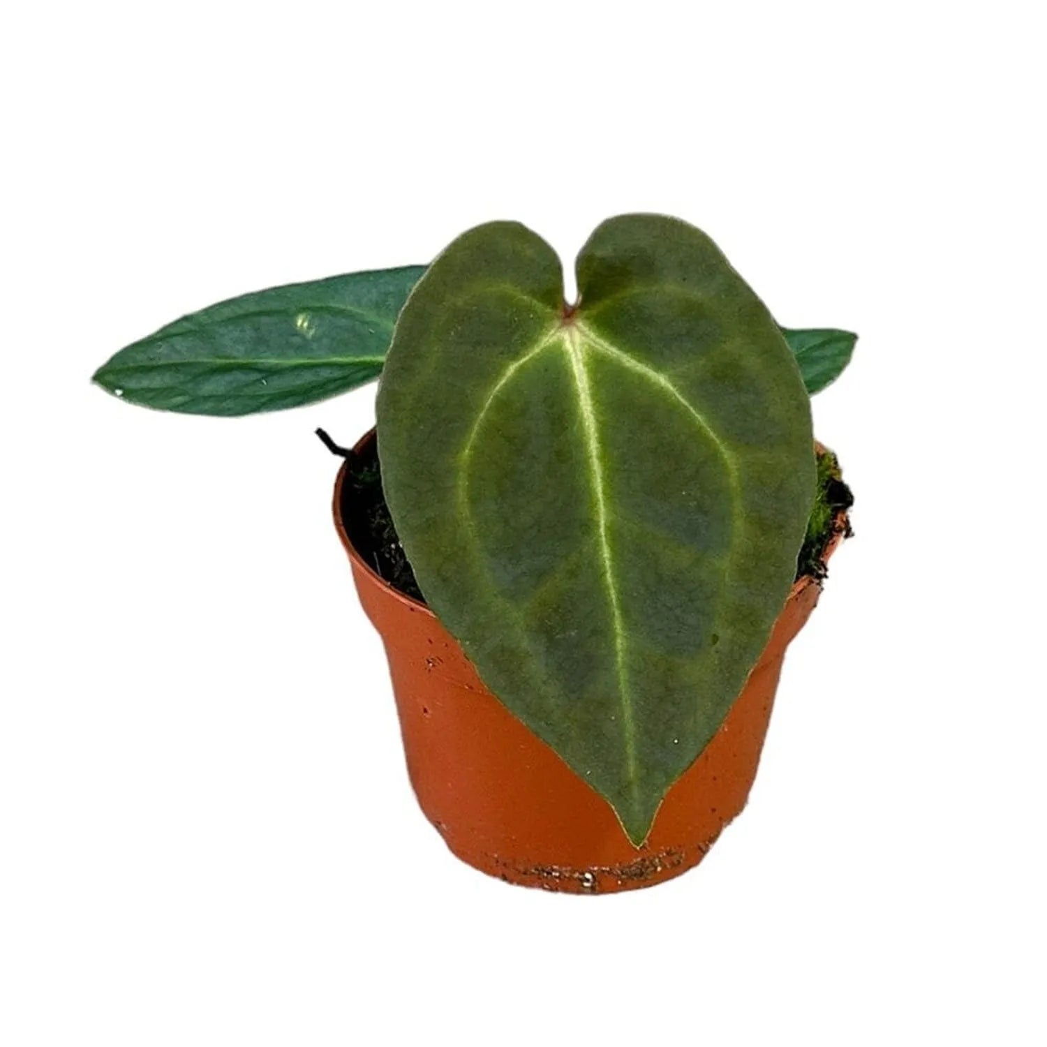 15 cm Anthurium Besseae Aff x Forgetii House Plant 10,5 cm Pot