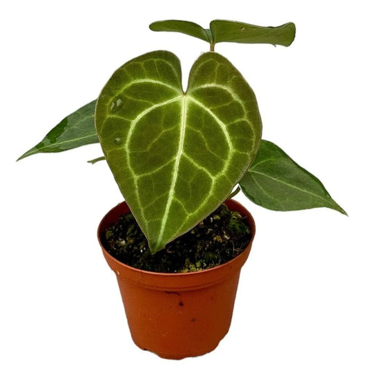 15 cm Anthurium Clarinervium House Plant 9 cm Pot