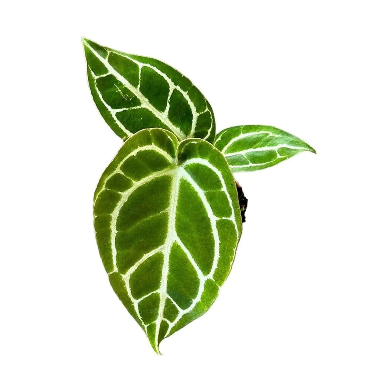 15 cm Anthurium Crystallinum Silver House Plant 10.5 cm Pot