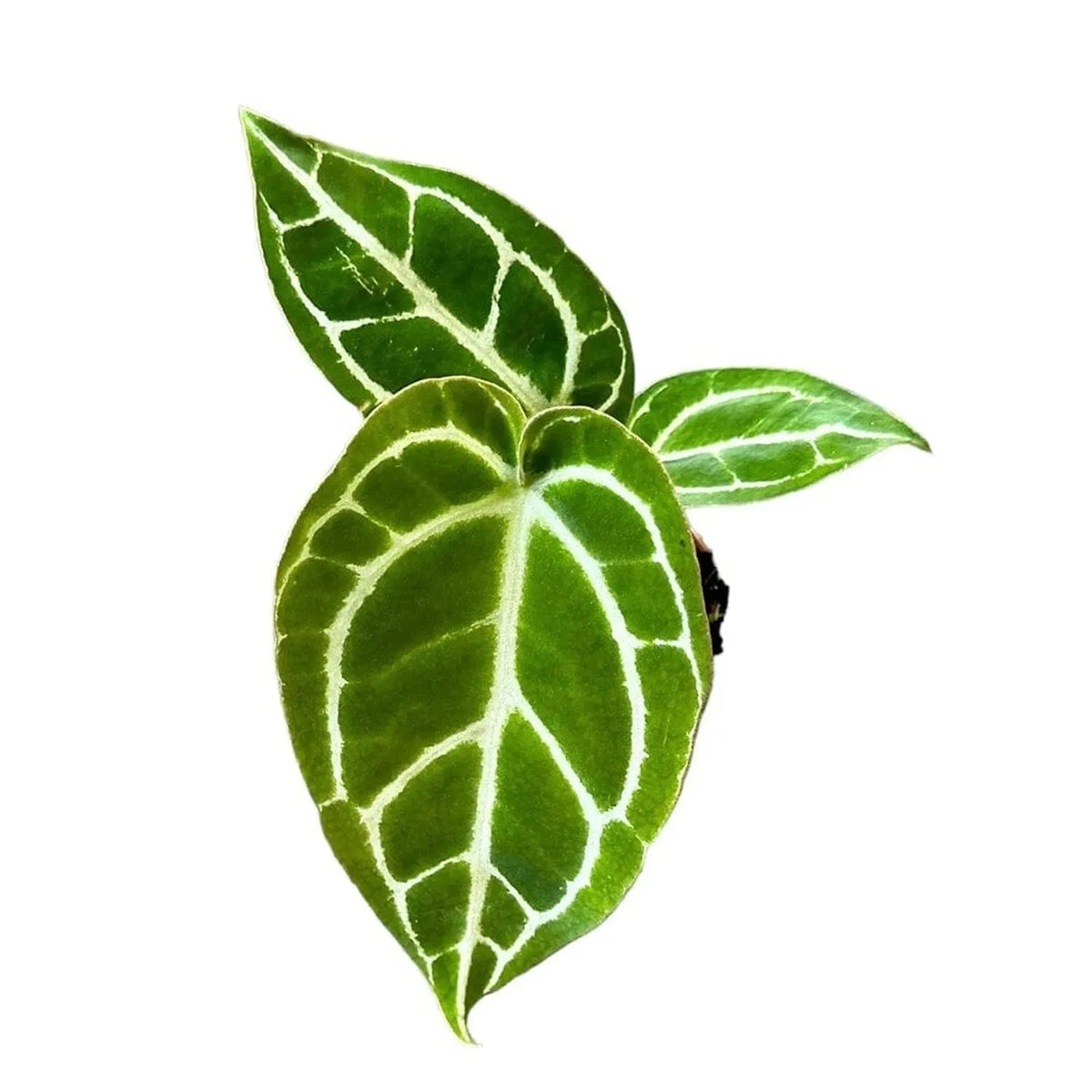 15 cm Anthurium Crystallinum Silver House Plant 10.5 cm Pot