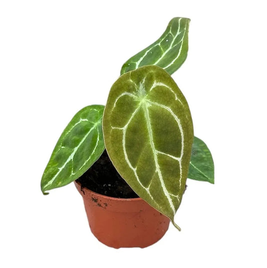 15 cm Anthurium Forgetii Silver House Plant 10,5 cm Pot