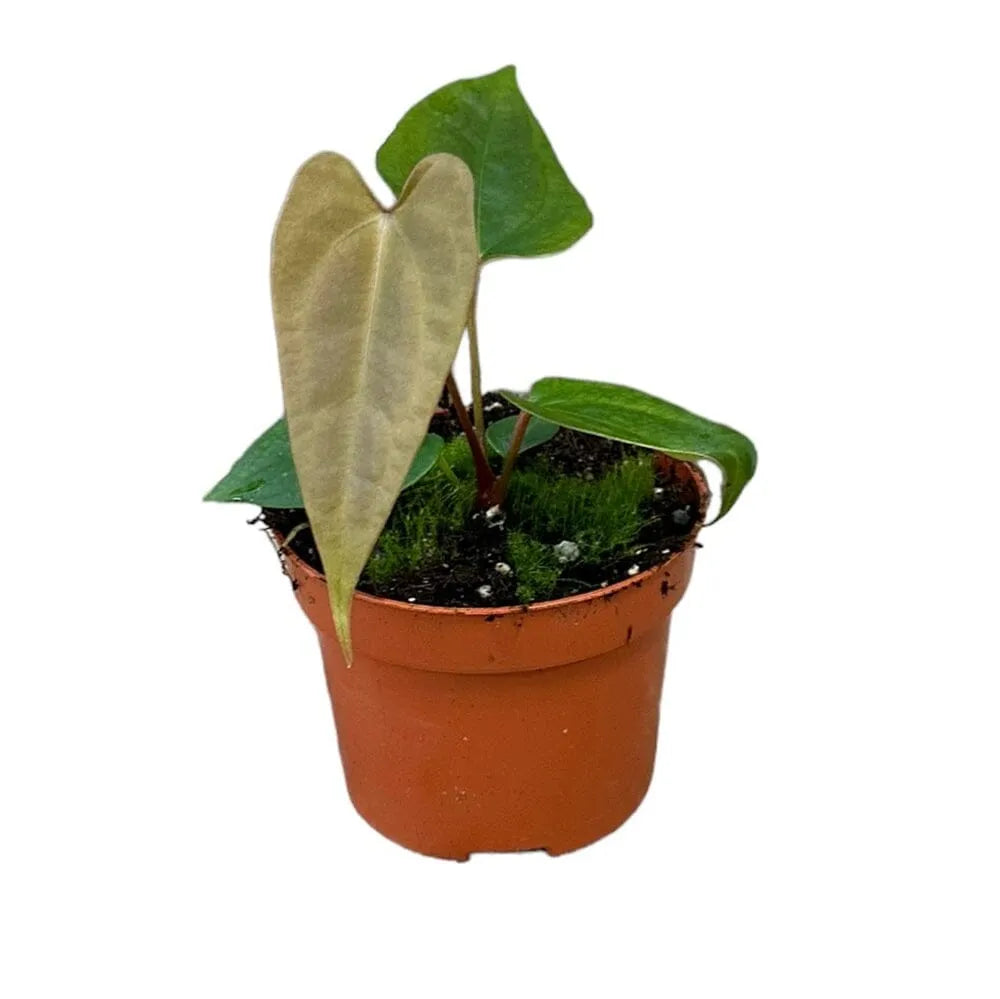15 cm Anthurium Nigrolaminum Gigi x Forgetii House Plant 10,5 cm Pot