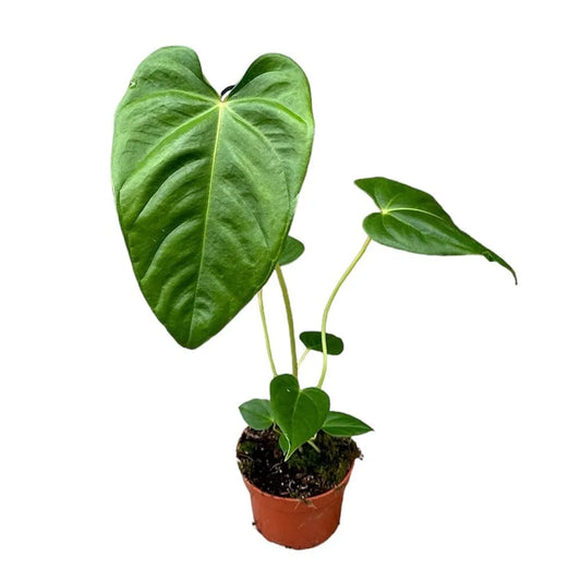 15 cm Anthurium Recavum x Recavum House Plant 10,5 cm Pot