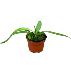 15 cm Anthurium Vittarifolium House Plant 10,5 cm Pot