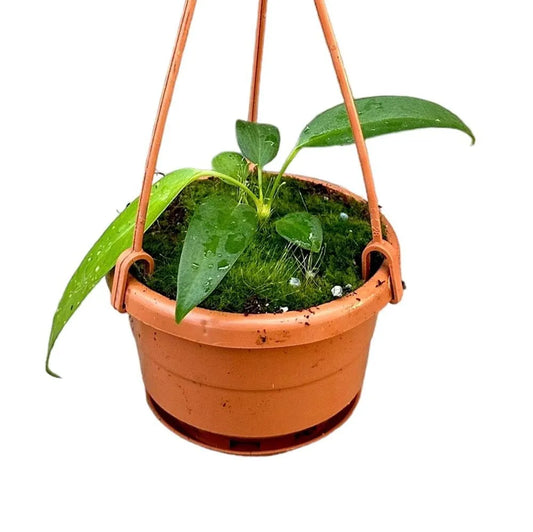 15 cm Anthurium Wendlingeri Hanging Pot House Plant 10,5 cm Pot