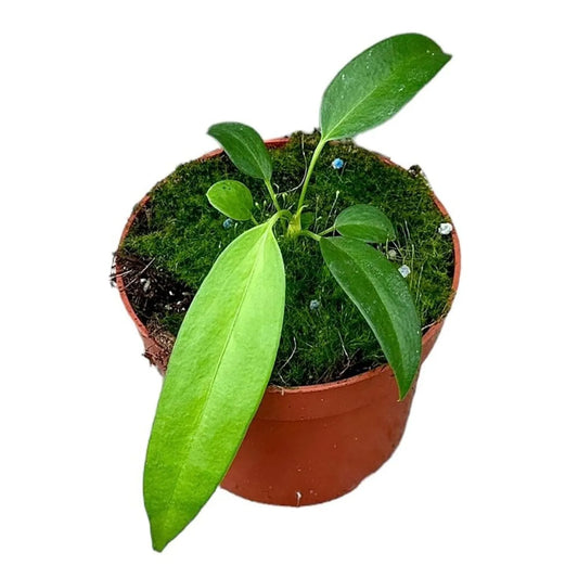 15 cm Anthurium Wendlingeri House Plant 10 cm Pot