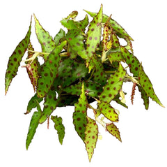 15 cm Begonia Amphioxus House Plant 10.5cm Pot