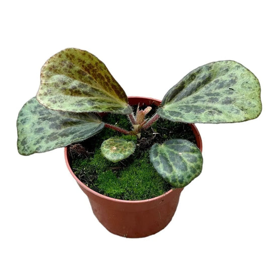 15 cm Begonia Blancii Mottled House Plant 10,5 cm Pot