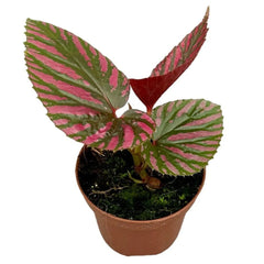 15 cm Begonia Brevirimosa House Plant 9 cm Pot