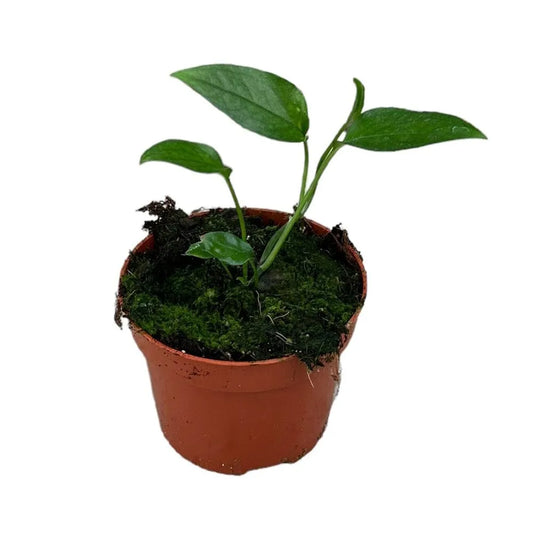 15 cm Epipremnum Skeleton Key House Plant 10,5 cm Pot