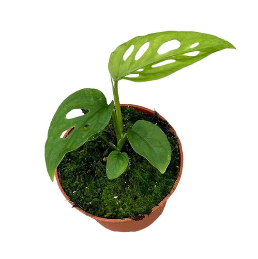 15 cm Monstera Esqueleto House Plant 10,5 cm Pot