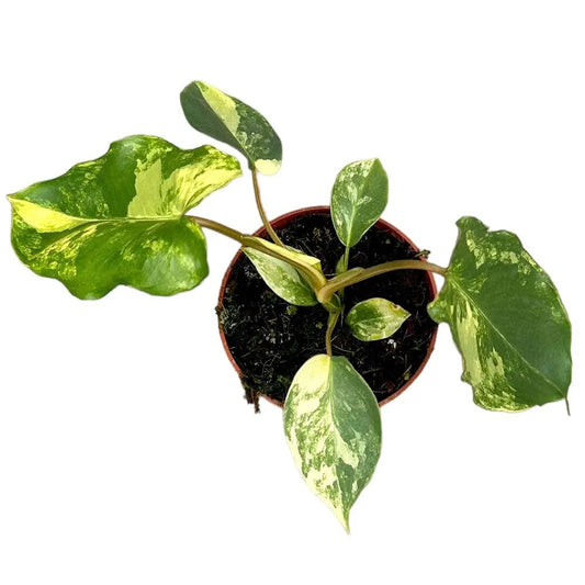 15 cm Philodendron Burle Marx Variegata House Plant 10,5 cm Pot