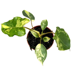15 cm Philodendron Burle Marx Variegata House Plant 10,5 cm Pot