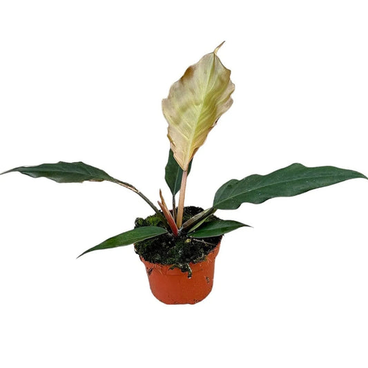 15 cm Philodendron Choco Empress House Plant 10,5 cm Pot