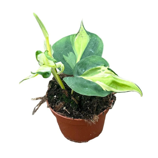 15 cm Philodendron Cream Splash House Plant 10,5 cm Pot