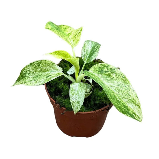 15 cm Philodendron Giganteum Variegata House Plant 10,5 cm Pot
