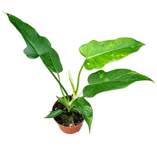 15 cm Philodendron Golden Dragon House Plant 10,5 cm Pot