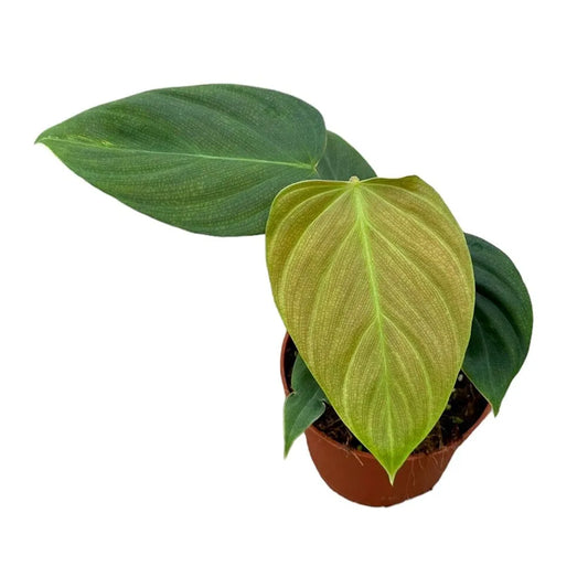 15 cm Philodendron Nangaritense House Plant 10,5 cm Pot