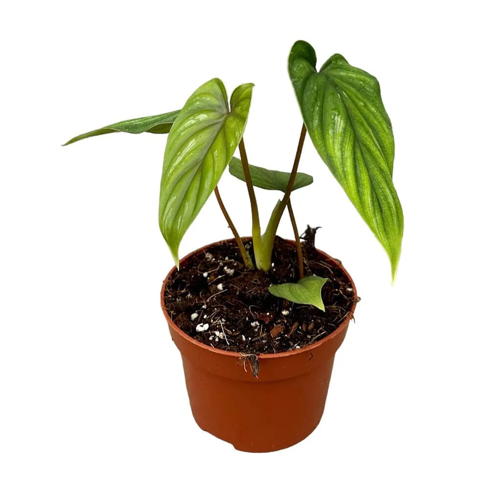 15 cm Philodendron Plowmanii House Plant 10,5 cm Pot