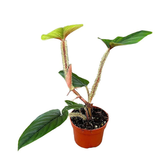 15 cm Philodendron Serpens House Plant 10,5 cm Pot