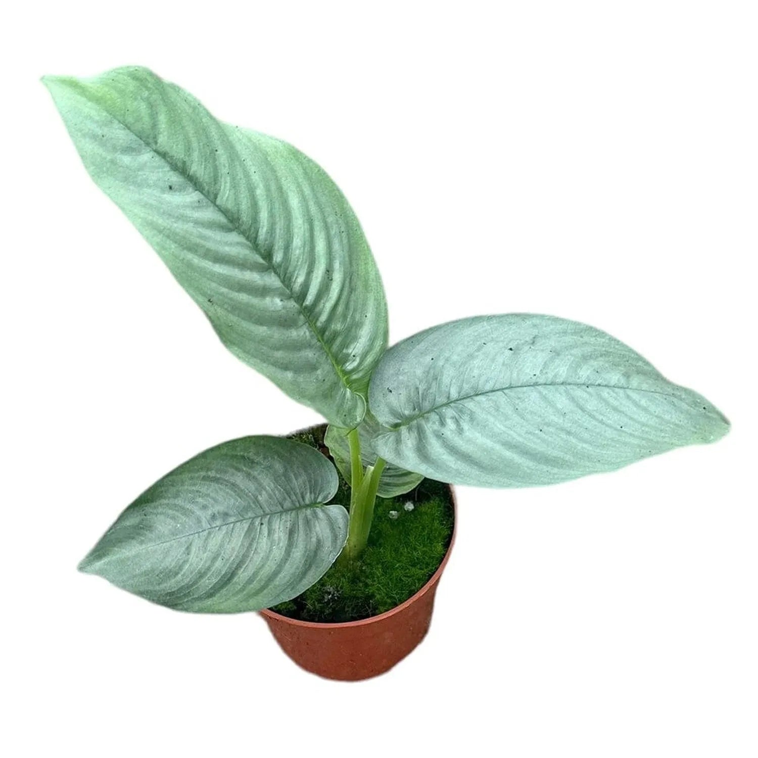 15 cm Schismatoglottis Hendrikii House Plant 10,5 cm Pot
