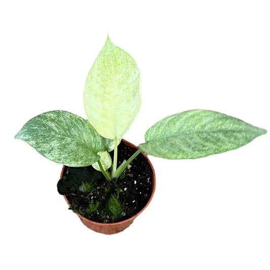 15 cm Schismatoglottis Longispatha Variegata House Plant 10,5 cm Pot