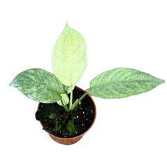 15 cm Schismatoglottis Longispatha Variegata House Plant 10,5 cm Pot