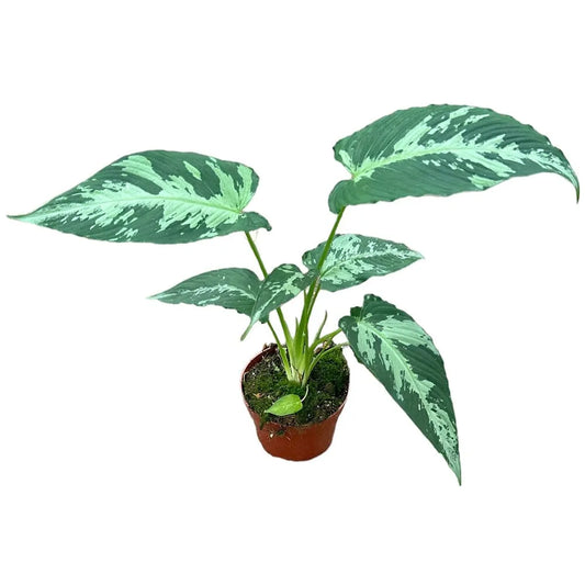 15 cm Schismatoglottis Pusilla House Plant 10,5 cm Pot