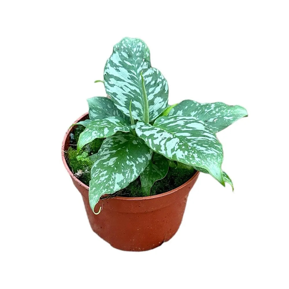 15 cm Schismatoglottis Sp. Ex Thailand House Plant 10,5 cm Pot