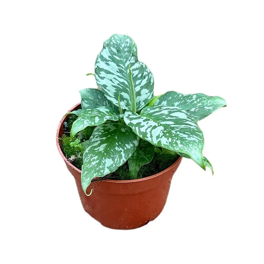 15 cm Schismatoglottis Sp. Ex Thailand House Plant 10,5 cm Pot