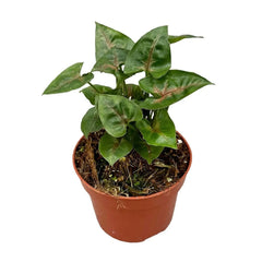 15 cm Syngonium Christmas House Plant 10,5 cm Pot
