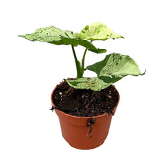 15 cm Syngonium Grey Ghost House Plant 10,5 cm Pot
