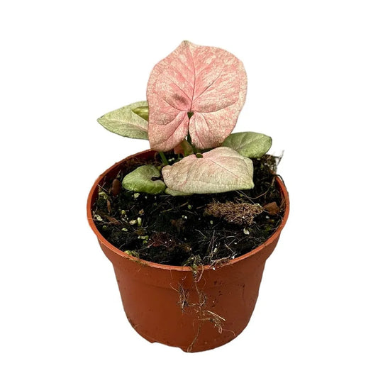 15 cm Syngonium Marble Pink House Plant 10,5 cm Pot
