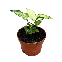 15 cm Syngonium Mouse Ears House Plant 10,5 cm Pot