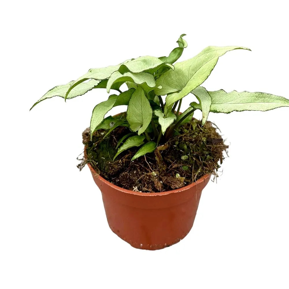 15 cm Syngonium Ngern Lai Ma House Plant 10,5 cm Pot