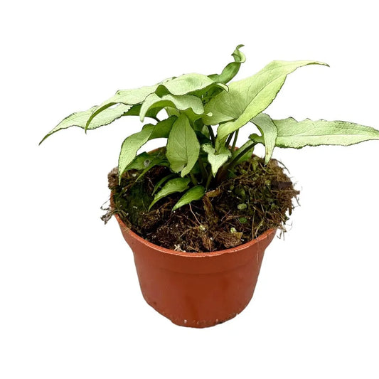 15 cm Syngonium Ngern Lai Ma House Plant 10,5 cm Pot