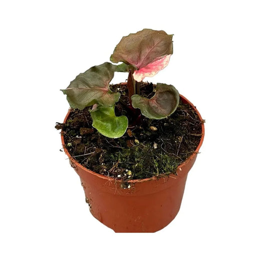 15 cm Syngonium Strawberry Ice House Plant 10,5 cm Pot