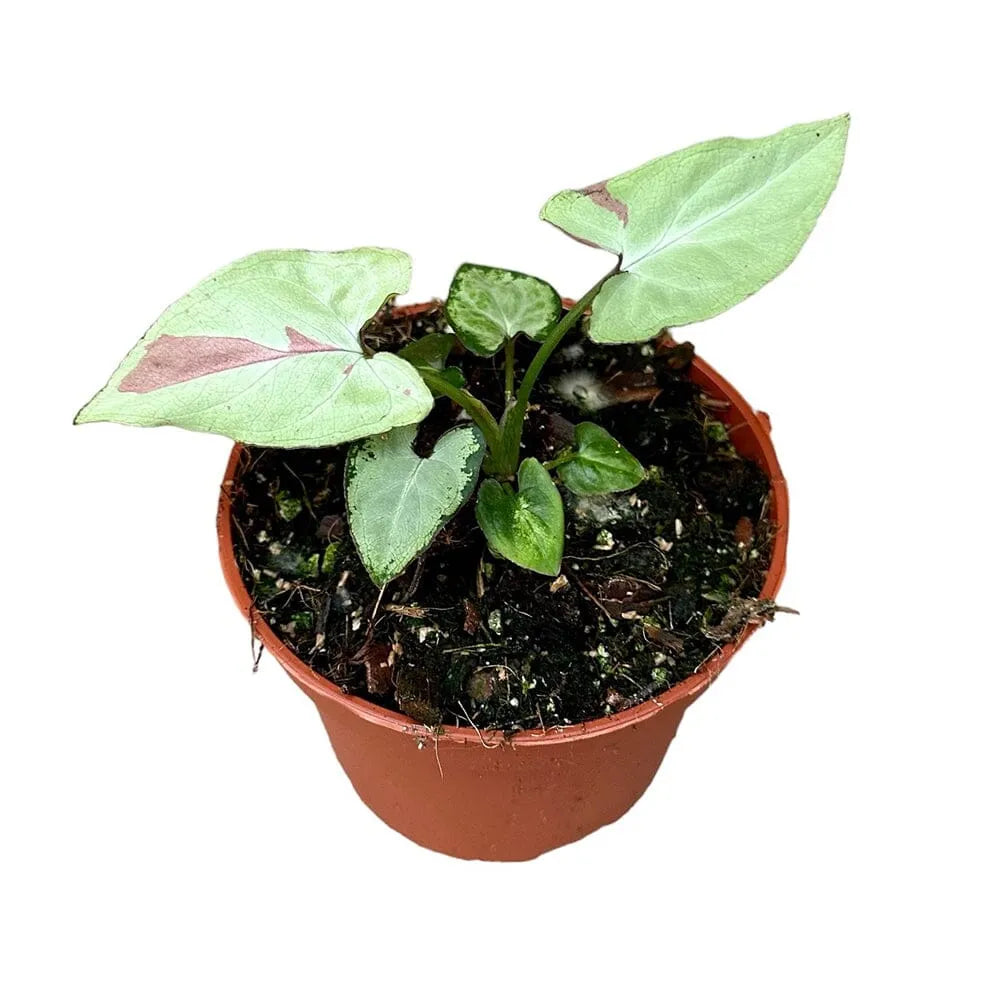 15 cm Syngonium Strawberry Milk House Plant 10,5 cm Pot