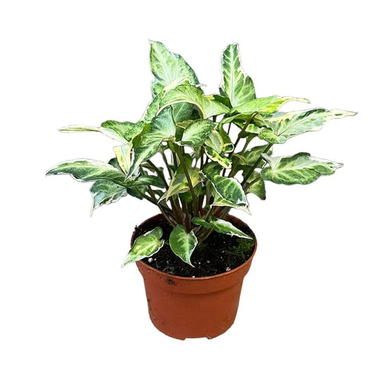 15 cm Syngonium T25 House Plant 10,5 cm Pot
