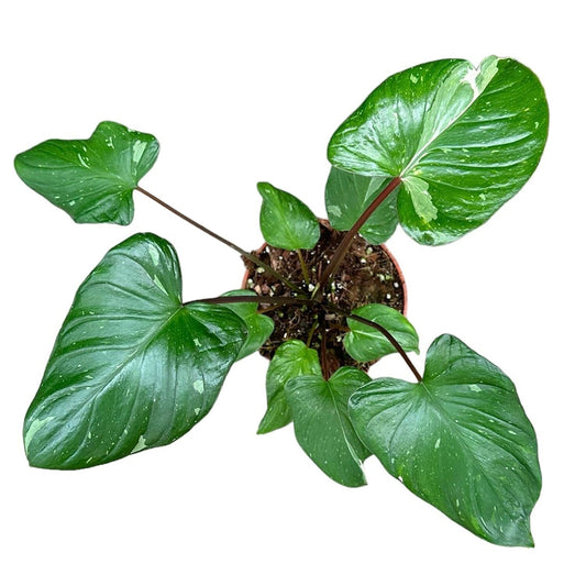 15cm Homalomena Stardust House Plant 10,5 cm Pot House Plant