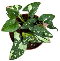 15cm Syngonium Red Spot Tricolor House Plant 10,5 cm Pot House Plant