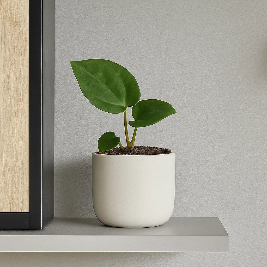 15cm Anthurium Papillilaminum 10,5 cm Pot House Plant