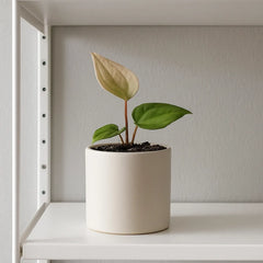 15cm Anthurium Papillilaminum x Luxurians 10,5 cm Pot House Plant