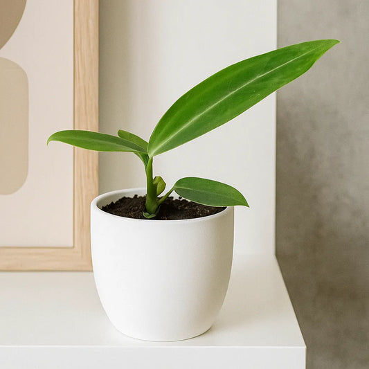 15cm Anthurium Warocqueanum House Plant 10,5 cm Pot