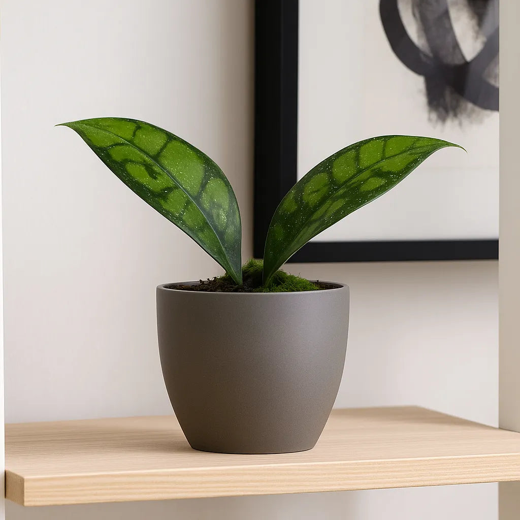 15cm Hoya Black Cat Callistophylla House Plant 10,5 cm Pot