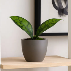 15cm Hoya Black Cat Callistophylla House Plant 10,5 cm Pot